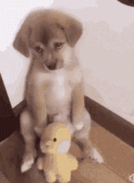 sad-puppy-cute.gif