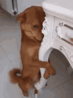 jinsoulery-jinsoulburger.gif