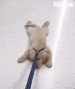 01.gif