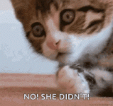 no-she-didnt-oh-shit.gif