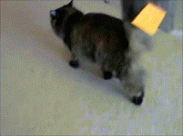 tumblr_mmsux0RZ2N1sqx1xno1_250.gif