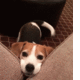Happy Dog Sofa.gif