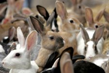 many_rabbits (1).jpg