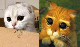 Best-puss-in-boots-eyes-768x447.jpg