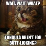 buttcat.jpg