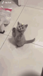 cat-cute.gif