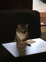 cat1.jpg