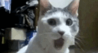 giphy-ezgif.com-resize.gif