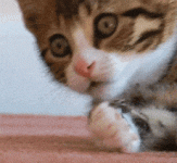 giphy1-ezgif.com-optimize.gif