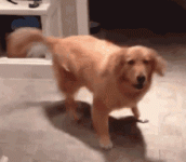 One Excited Dog Here.gif