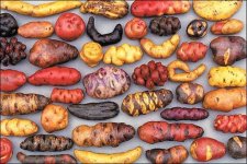 1-Papas-peruanas-multidiversas.jpg 1-Papas-peruanas-multidiversas.jpg