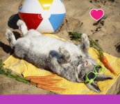 bunny-rabbit-relaxing-sand-wearing-sunglasses-relaxes-vacation-enjoying-carrots-some-beach-bal...jpg