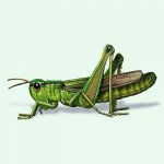 meadow-grasshopper.jpg