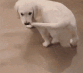 don't touch my tail.gif