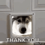husky-huskies.gif