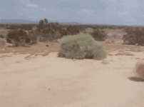 tumbleweed-gif[1].gif