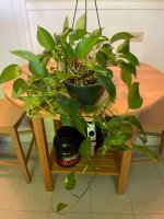 plant.jpg
