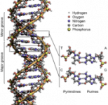 180px-DNA_Structure+Key+Labelled.png