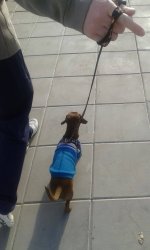 Gino 24 (2017-07-15 at 02.32).jpg